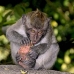 monkey_macaque_balinese_mf_ubud_v_1190_bal4908.jpg